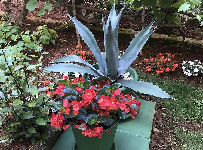 דירה House Maric *