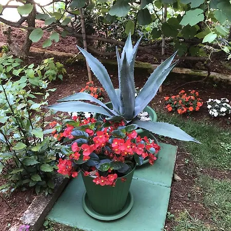 Apartament House Marić *